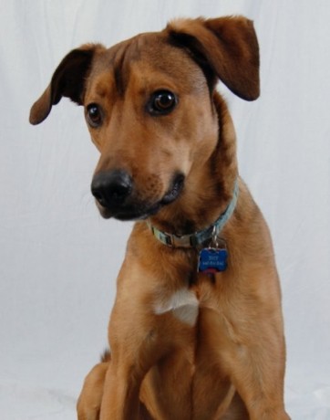 Duce - Kuno Creative mascot, Inbound Marketing Strategist