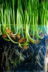 Grassroots Inbound Marketing