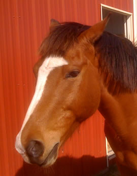 time to change to an inbound marketing agency horse