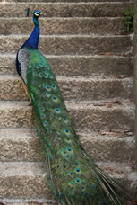 lead conversion using long tail keywords