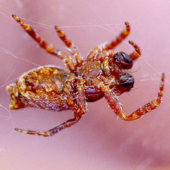 Why the Web is Dead and What Inbound Marketers Need to Know