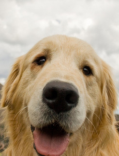 how can you not click on this beauty