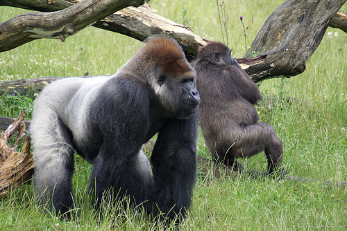 inbound marketing has made us the 800 lb gorilla