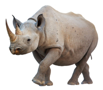 Are you a social media Lhino?