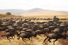 social proofing is like creating stampede for your inbound marketing content