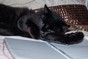 writers block cat