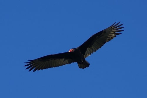 consumers are like vultures to an inbound marketing agency