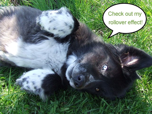 rollover puppy blogpost