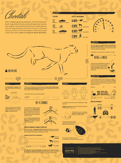 cheetah infographic