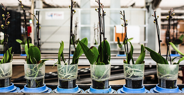 GCG-Case-Study-Challenge-Img