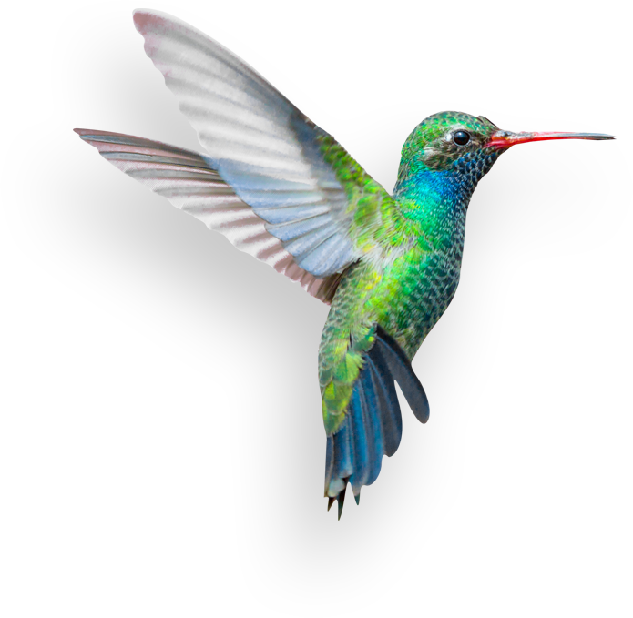 hummingbird-software